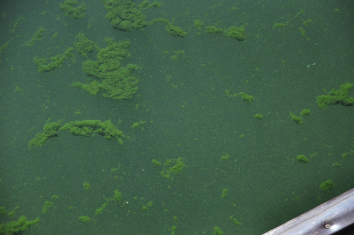 Tak wygląda Jezioro Wielkie Cekcyńskie - ZDJĘCIA