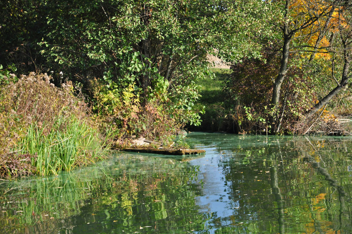 Tak wygląda Jezioro Wielkie Cekcyńskie - ZDJĘCIA