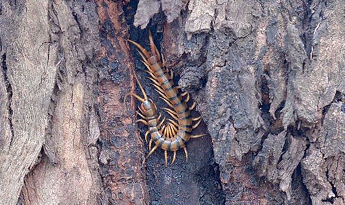 Pod australijskim niebem ZDJĘCIA