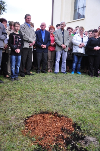 Dąb na kanonizację Jana Pawła II  ZDJĘCIA