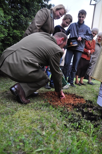 Dąb na kanonizację Jana Pawła II  ZDJĘCIA
