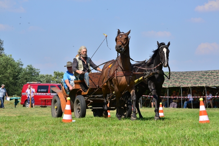 Konie opanowały Śliwice - ZDJĘCIA