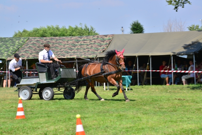 Konie opanowały Śliwice - ZDJĘCIA