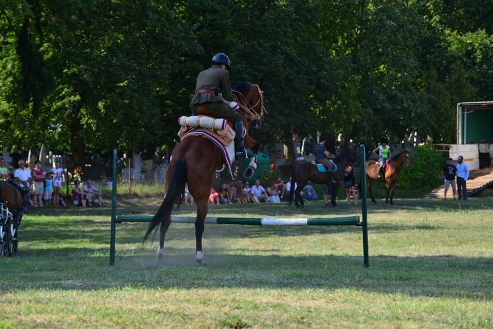 Konie opanowały Śliwice - ZDJĘCIA