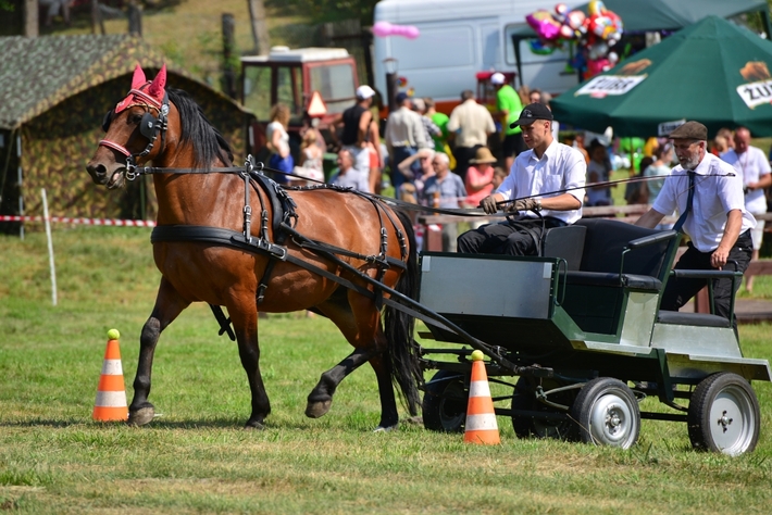 Konie opanowały Śliwice - ZDJĘCIA