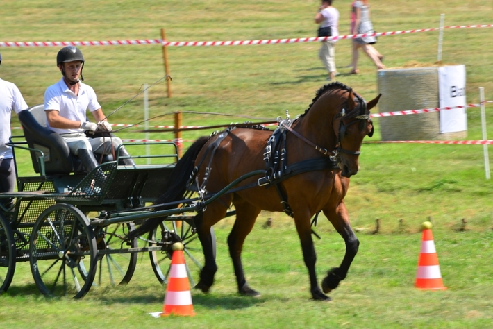 Konie opanowały Śliwice - ZDJĘCIA