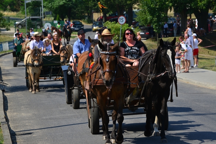Konie opanowały Śliwice - ZDJĘCIA