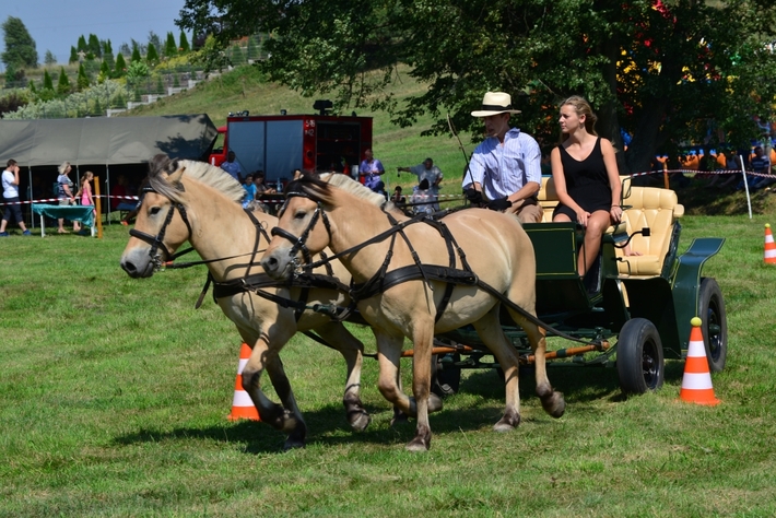 Konie opanowały Śliwice - ZDJĘCIA