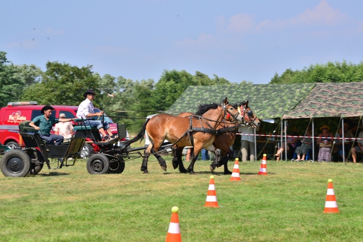Konie opanowały Śliwice - ZDJĘCIA