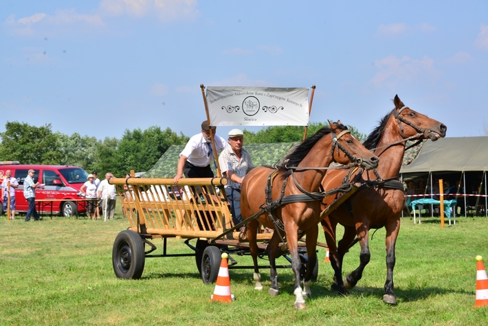 Konie opanowały Śliwice - ZDJĘCIA