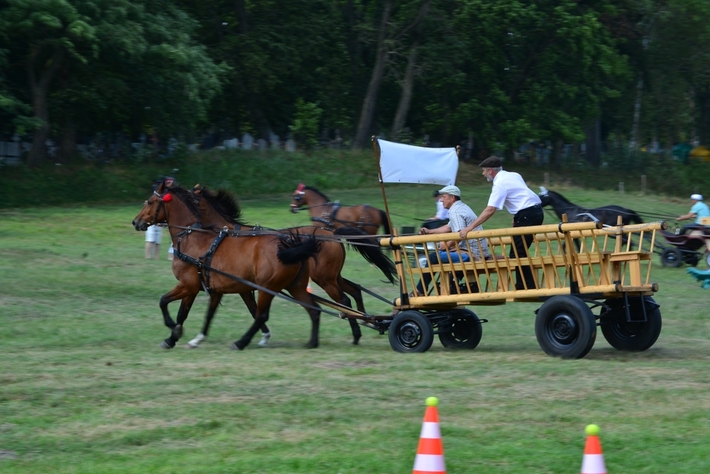 Konie opanowały Śliwice - ZDJĘCIA
