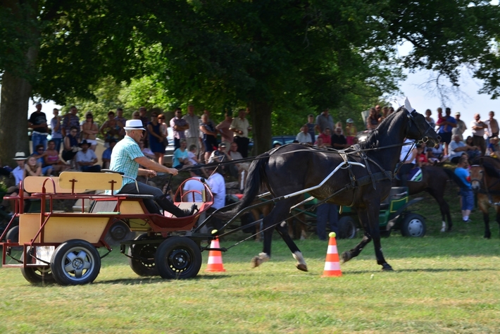 Konie opanowały Śliwice - ZDJĘCIA