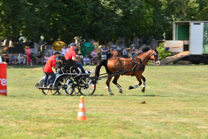 Konie opanowały Śliwice - ZDJĘCIA
