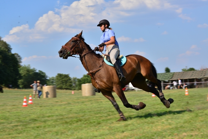 Konie opanowały Śliwice - ZDJĘCIA