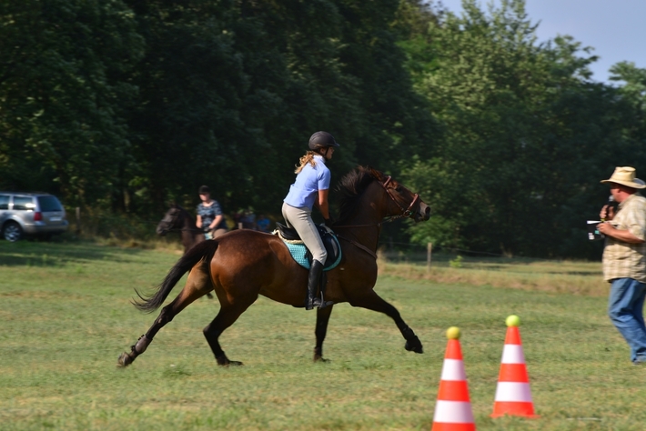 Konie opanowały Śliwice - ZDJĘCIA