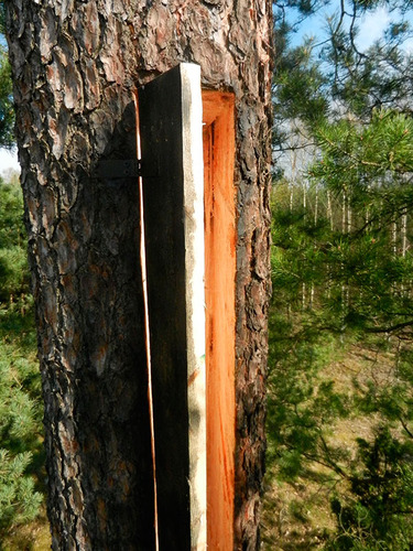 Jak zwabić rój? To tajemnica bartnika