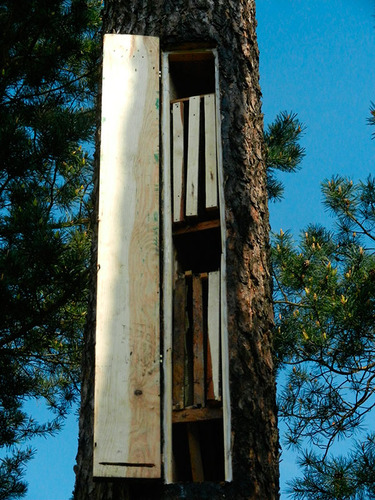 Jak zwabić rój? To tajemnica bartnika