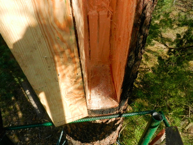 Jak zwabić rój? To tajemnica bartnika