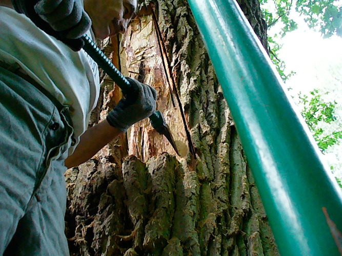 Jak zwabić rój? To tajemnica bartnika