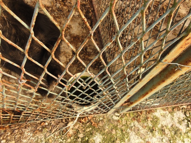 Psy żyły wśród odchodów   ZDJĘCIA