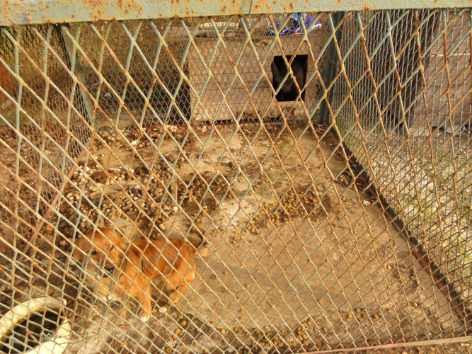 Psy żyły wśród odchodów   ZDJĘCIA