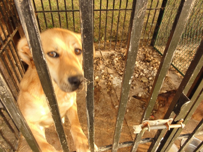 Psy żyły wśród odchodów   ZDJĘCIA