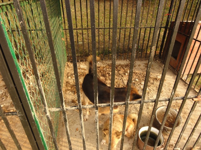 Psy żyły wśród odchodów   ZDJĘCIA