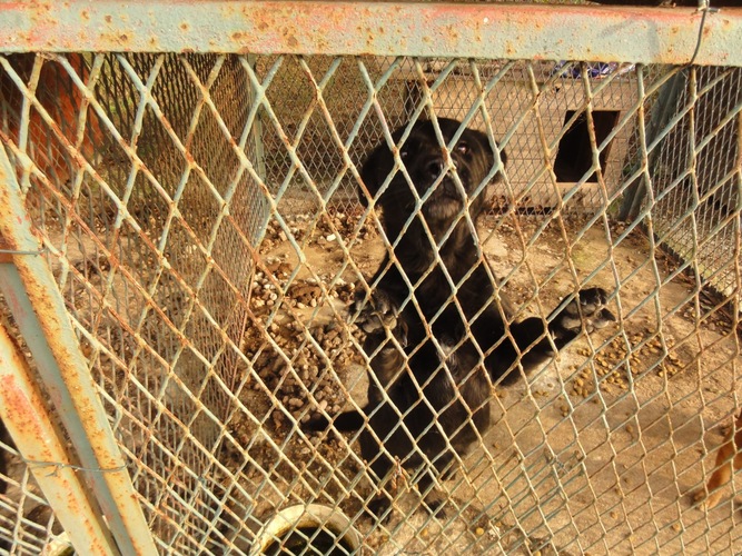 Psy żyły wśród odchodów   ZDJĘCIA