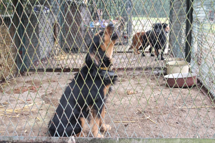 Psy żyły wśród odchodów   ZDJĘCIA