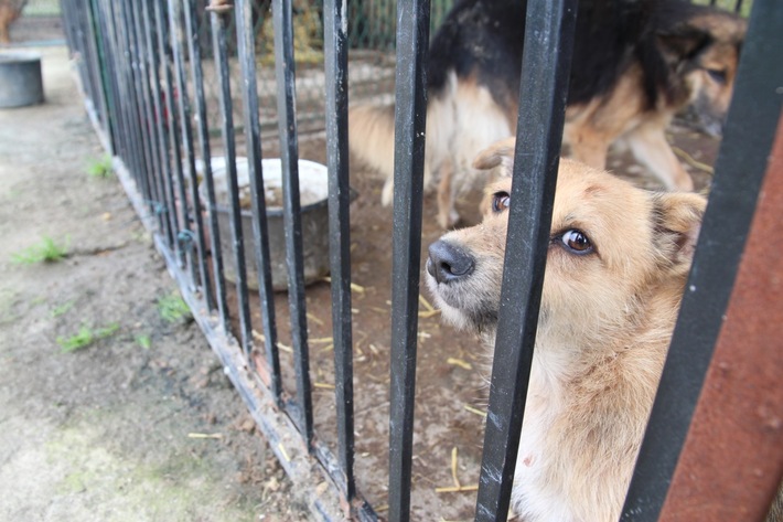 Psy żyły wśród odchodów   ZDJĘCIA