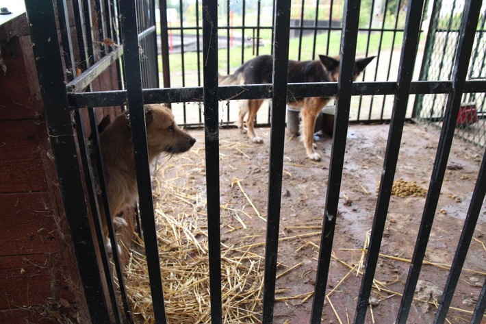 Psy żyły wśród odchodów   ZDJĘCIA