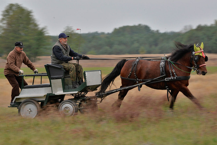 Sezon na pogoń za lisem rozpoczęty