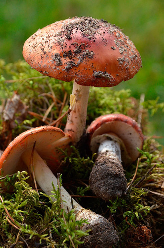 Jak bory, to przecież i grzyby