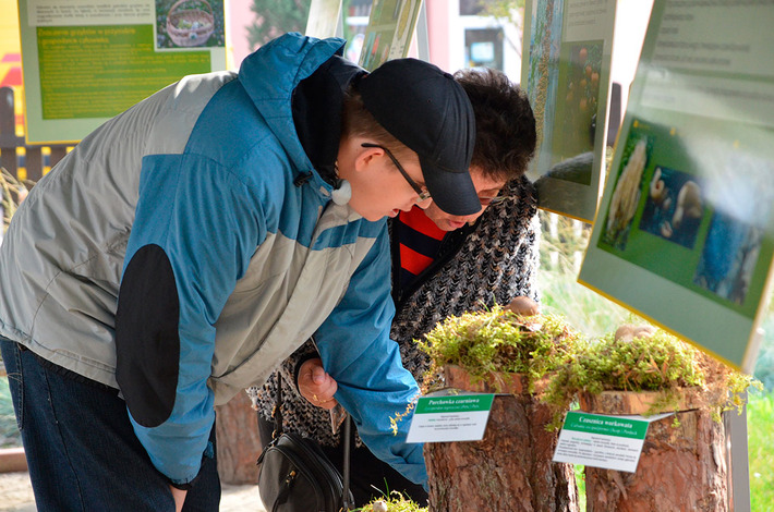 Jak bory, to przecież i grzyby