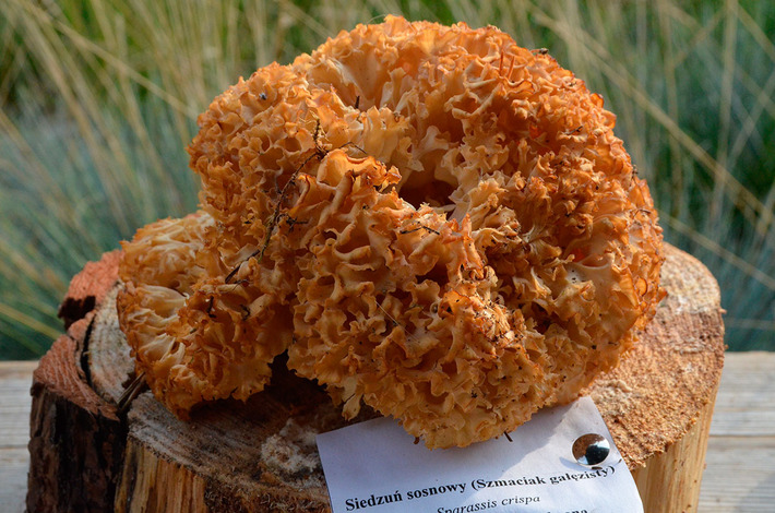 Jak bory, to przecież i grzyby