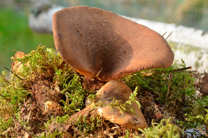Jak bory, to przecież i grzyby