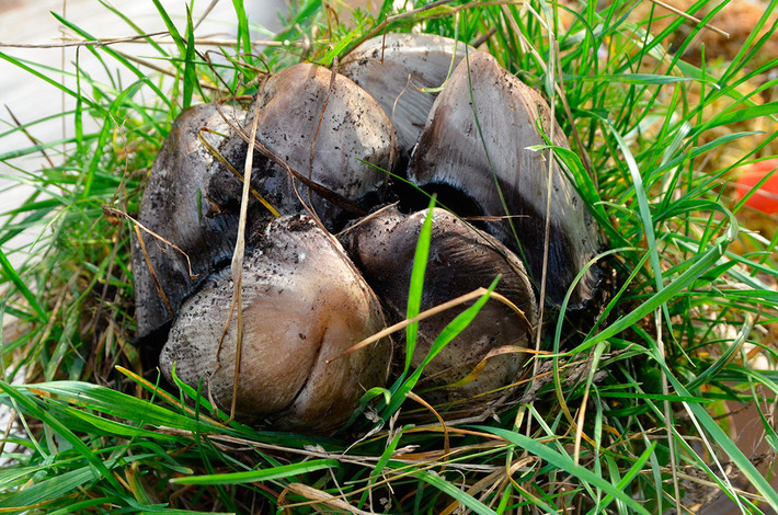Jak bory, to przecież i grzyby