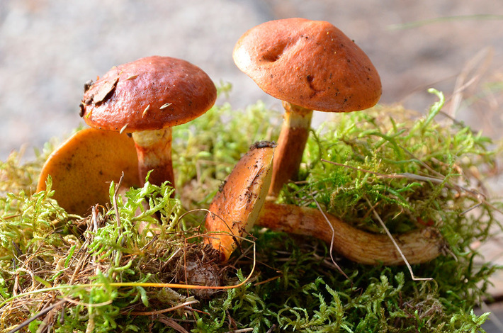 Jak bory, to przecież i grzyby