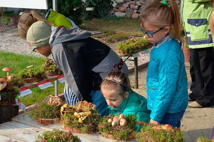 Jak bory, to przecież i grzyby