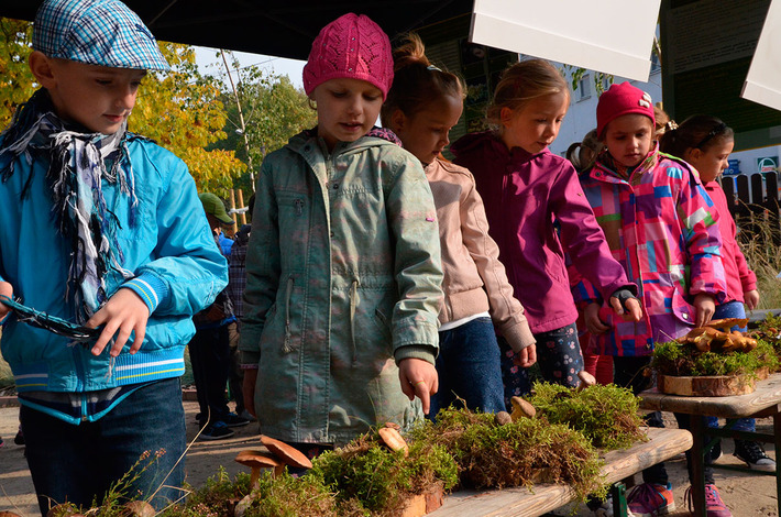 Jak bory, to przecież i grzyby