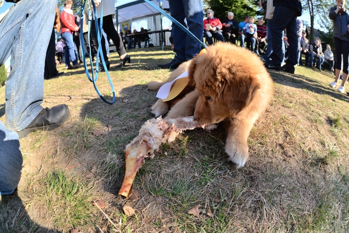 Hubertus Okoniny 2014 - FOTO