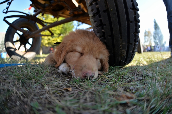 Hubertus Okoniny 2014 - FOTO