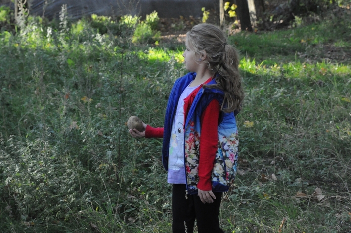 Gmina Kęsowo: Święto ziemniaka w Żalnie - ZDJĘCIA