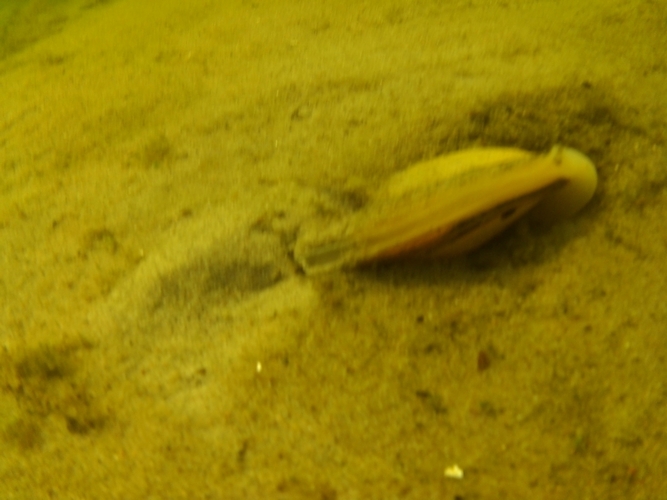 Pod wodą jeziora w Cekcynie - ZDJĘCIA i FILM