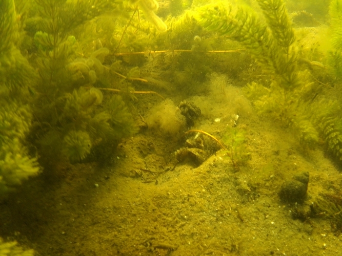 Pod wodą jeziora w Cekcynie - ZDJĘCIA i FILM