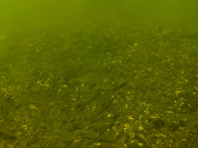 Pod wodą jeziora w Cekcynie - ZDJĘCIA i FILM