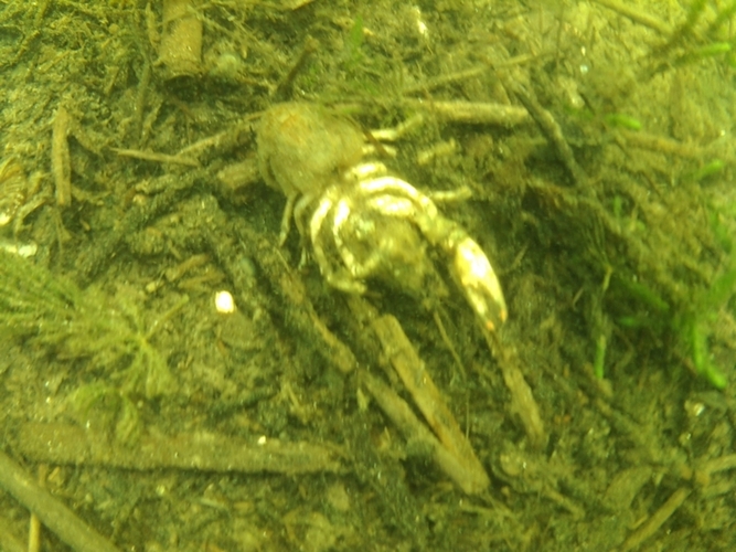 Pod wodą jeziora w Cekcynie - ZDJĘCIA i FILM