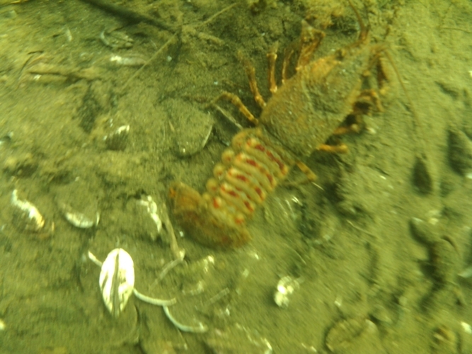 Pod wodą jeziora w Cekcynie - ZDJĘCIA i FILM