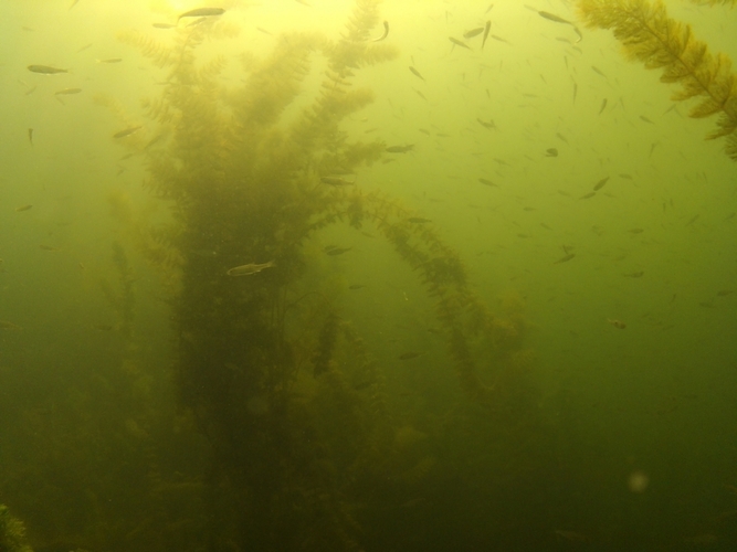 Pod wodą jeziora w Cekcynie - ZDJĘCIA i FILM