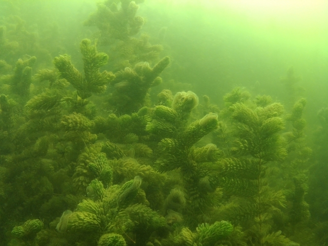 Pod wodą jeziora w Cekcynie - ZDJĘCIA i FILM